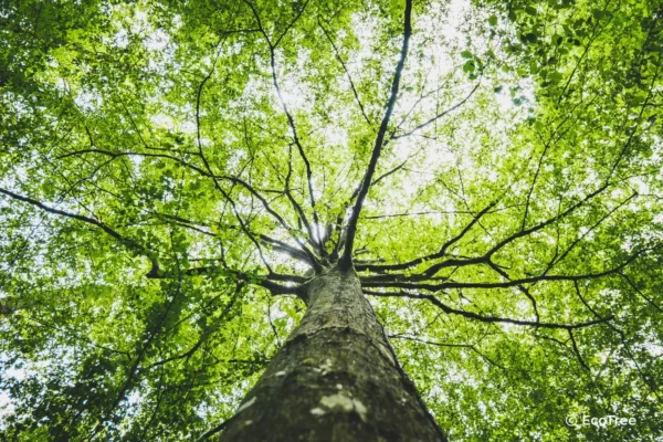Arbre planté par Ecotree
