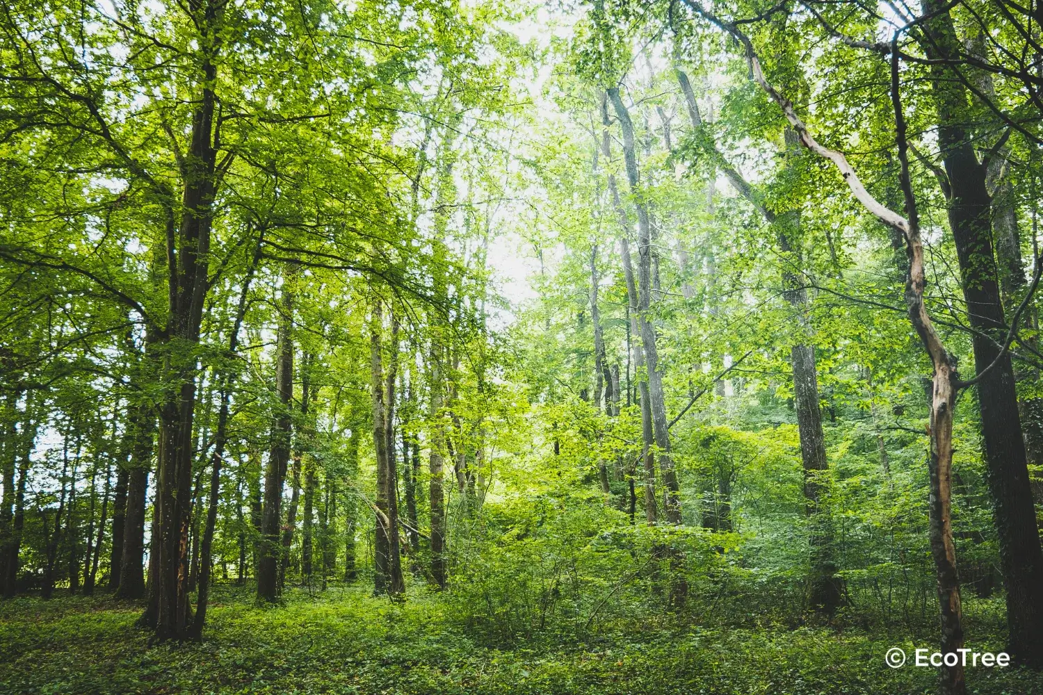 Forêt par Ecotree